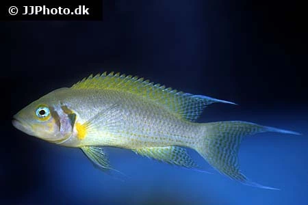 Prinsessen af Burundi (Neolamprologus pulcher)